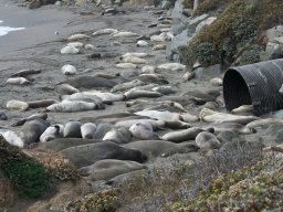 2008Elephant-Seals-2